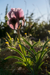 Al-Arz;Iris;Iris-Cedreti;Kaleidos;Kaleidos-images;Lebanon;Middle-East;Near-East;Proche-Orient;Tarek-Charara;Flowers;Endemic;Endangered-species;Endemic-species;Critically-endangered;Critically-endangered-species